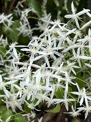Clematis glycinoides