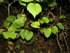 Smilax herbacea