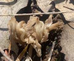Clavulina vinaceocervina