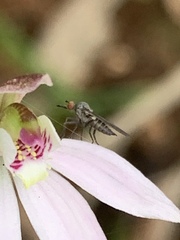 Empidoidea