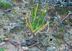 Eriospermum proliferum