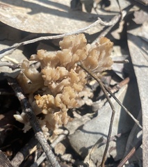 Clavulina vinaceocervina