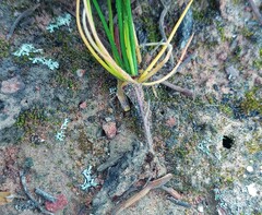 Eriospermum proliferum