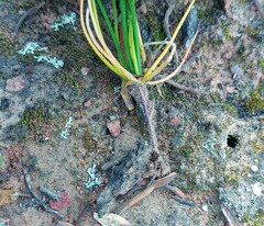 Eriospermum proliferum