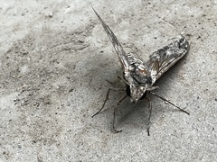 Psilogramma menephron