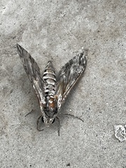 Psilogramma menephron