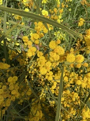 Acacia leiophylla