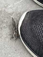 Psilogramma menephron