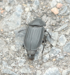 Silpha tristis