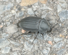 Silpha tristis