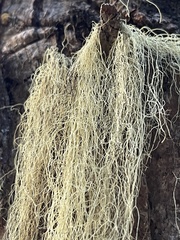 Parmelioideae