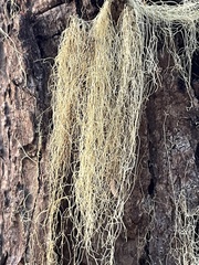 Parmelioideae