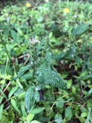Angiospermae
