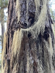 Parmelioideae