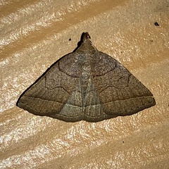 Zanclognatha obscuripennis