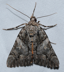 Catocala verrilliana