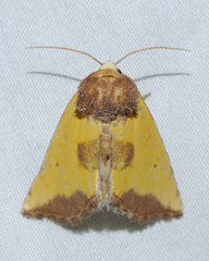 Stiria intermixta