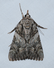 Catocala verrilliana