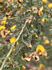 Bossiaea obcordata