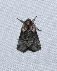 Abrostola microvalis