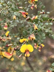 Bossiaea obcordata