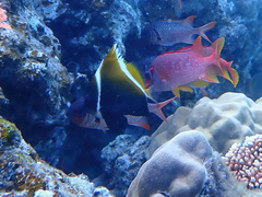 Heniochus varius