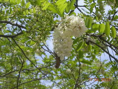 Robinia pseudoacacia
