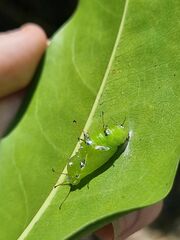 Cupha prosope