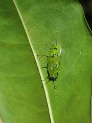 Cupha prosope
