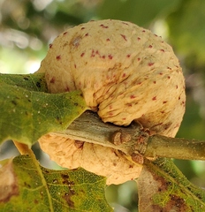 Amphibolips quercuspomiformis