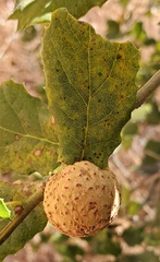 Amphibolips quercuspomiformis
