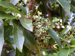 Guioa acutifolia