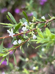 Styphelia mutica