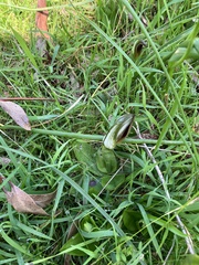 Pterostylis cucullata
