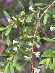 Styphelia mutica