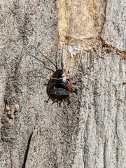 Ellipsidion