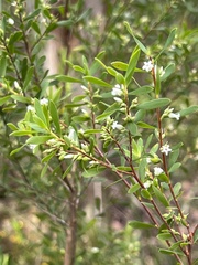 Styphelia mutica