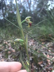 Calochilus campestris