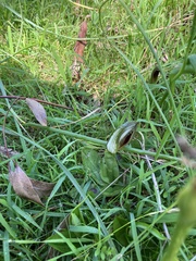 Pterostylis cucullata