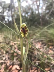 Calochilus campestris