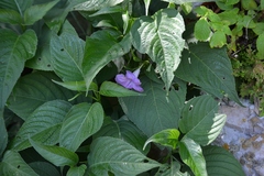 Ruellia breedlovei