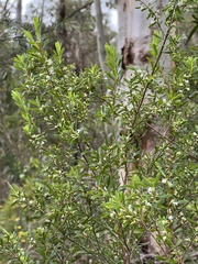 Styphelia mutica