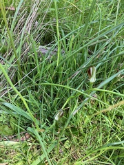 Pterostylis cucullata