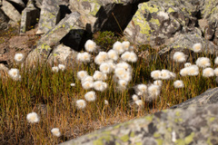 Eriophorum scheuchzeri