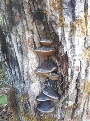 Phellinus igniarius