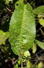 Liothrips ilex