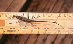 Lasiorhynchus barbicornis