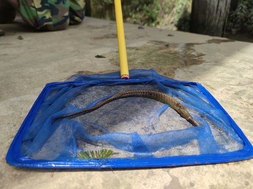 Long-snouted pipefish (Doryichthys boaja) — Syngnathidae — 2