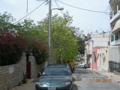 Robinia pseudoacacia