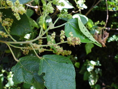 Macaranga involucrata